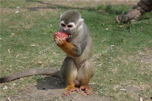 神奇的动物在吃瓜