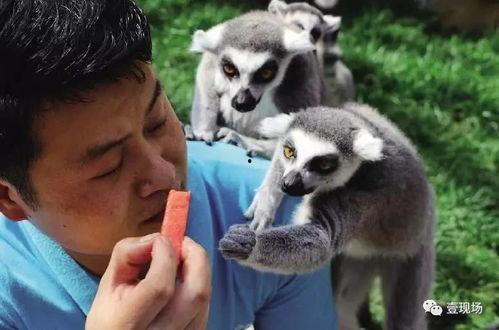 神奇的动物在吃瓜