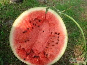 大山测评吃瓜,吃瓜群众眼中的美食盛宴