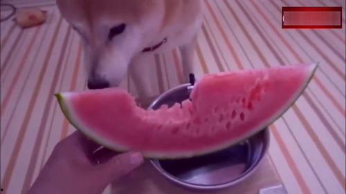 柴犬吃瓜小视频,萌态十足，网友直呼“太可爱了！”