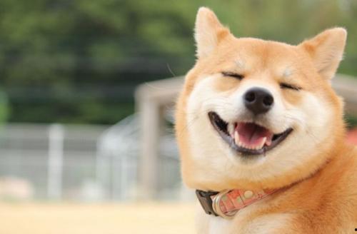 柴犬吃瓜小视频,萌态十足，网友直呼“太可爱了！”