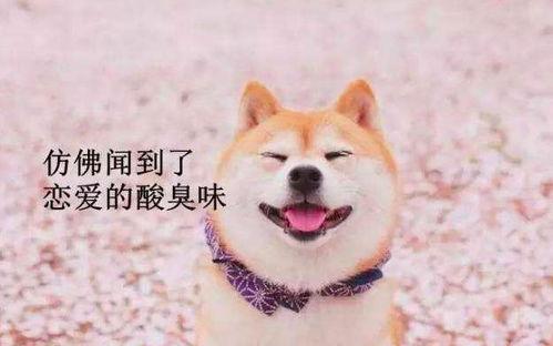 柴犬吃瓜小视频,萌态十足，网友直呼“太可爱了！”