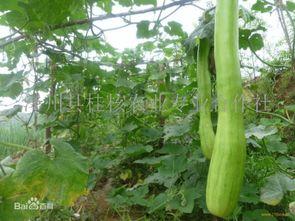 成熟砍瓜怎么吃,解锁美味新境界