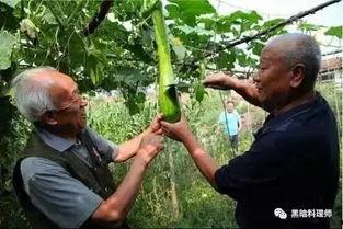 成熟砍瓜怎么吃,解锁美味新境界