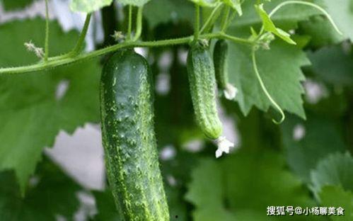 吃瓜的推荐理由