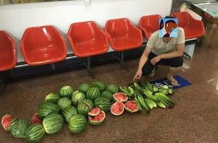 偷瓜吃瓜顺口溜,夏日清凉趣事