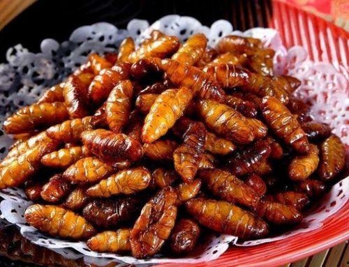 玉溪蚕蛹吃瓜,绿色生态中的瓜果美食新宠