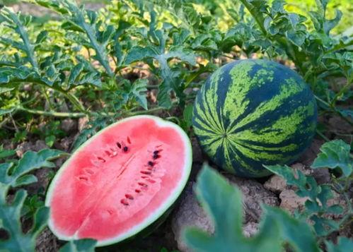 乔西吃瓜,揭秘娱乐圈幕后故事