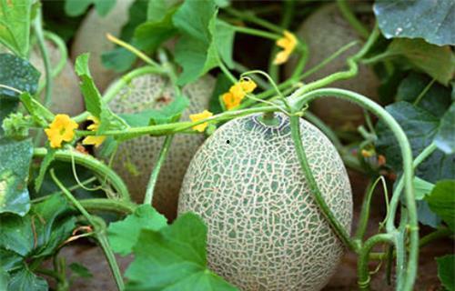 吃瓜系统宋千千,揭秘娱乐圈背后的秘密与真相