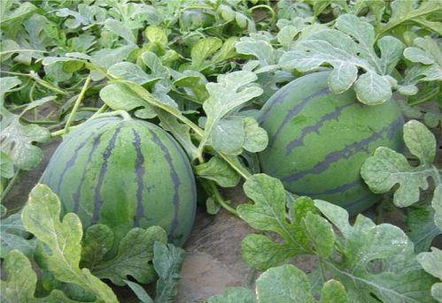 天天吃瓜的瓜农