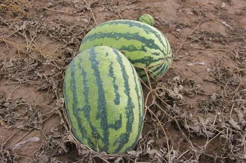 请他吃瓜,一场别开生面的“请他吃瓜”之旅