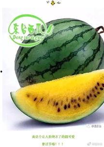 请他吃瓜,一场别开生面的“请他吃瓜”之旅