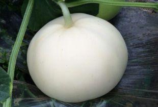 怀孕初期可以吃梨瓜吗,孕初期孕妇适宜食用梨瓜的温馨指南