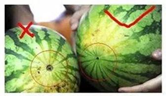 西瓜头特效吃瓜,揭秘吃瓜群众的狂欢盛宴