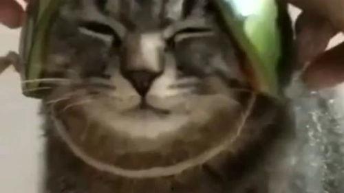 奇妙的默契吃瓜,吃瓜群众的奇妙碰撞