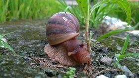 蜗牛吃葫芦瓜视频,一场奇妙的食草冒险