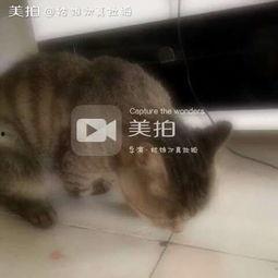 吃瓜喵喵反光,揭秘网络红人的神秘魅力