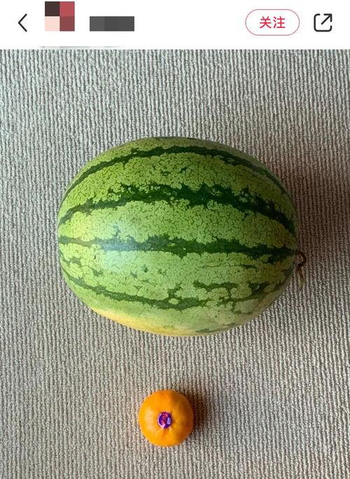 老外创意吃瓜,老外创意吃瓜，挑战味蕾极限