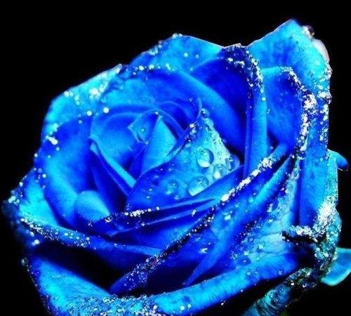 瓜哥吃瓜讲解蓝色妖姬,蓝色妖姬的生成之谜