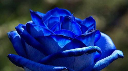 瓜哥吃瓜讲解蓝色妖姬,蓝色妖姬的生成之谜