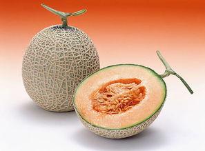 小c吃哈密瓜,小C的哈密瓜美食之旅