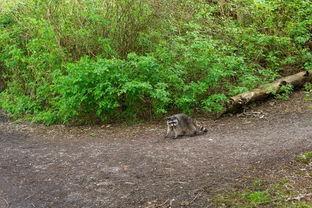 小红毛吃瓜,揭秘娱乐圈幕后故事