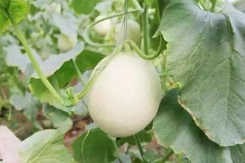 泰安网红吃瓜事件,揭秘网络舆论的风云变幻