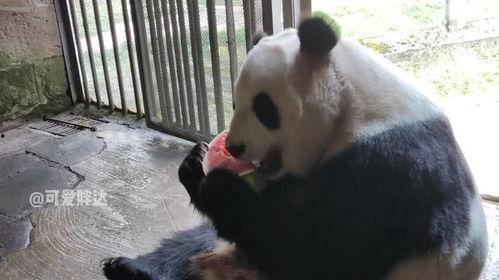 熊猫吃梨瓜,梨瓜美食之旅