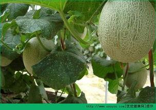 见面吃哈密瓜,见面就吃哈密瓜的温馨瞬间