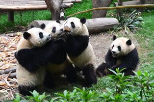 吃瓜熊猫壁纸,萌态可掬，瓜界新宠