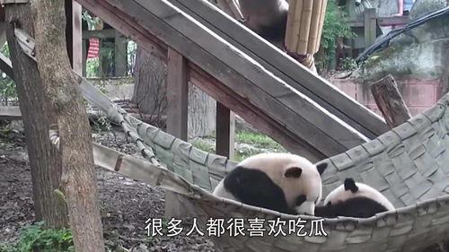 吃瓜熊猫壁纸,萌态可掬，瓜界新宠