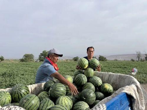 莒县双人吃瓜比赛,瓜王争霸，欢乐盛宴