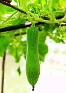 小外婆吃瓜,一场甜蜜的消暑之旅