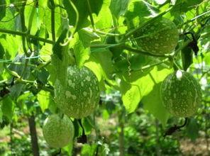 做梦吃吊瓜,探寻吊瓜的奇幻之旅