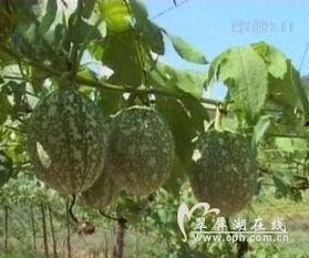 做梦吃吊瓜,探寻吊瓜的奇幻之旅