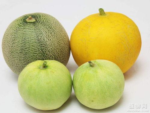 吃瓜刺激嗓子,揭秘嗓子疼痛的真相与防护措施