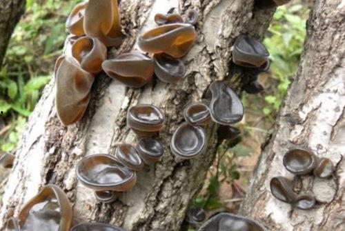 尿酸高可吃瓜生米,瓜生米助力健康生活