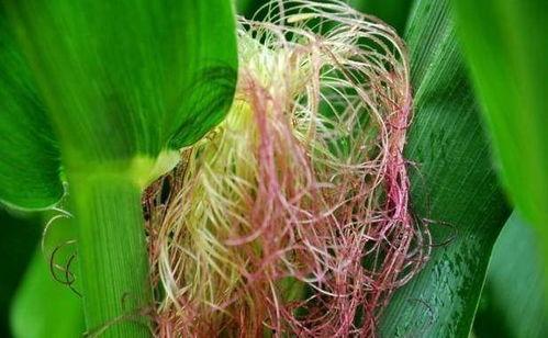 尿酸高可吃瓜生米,瓜生米助力健康生活