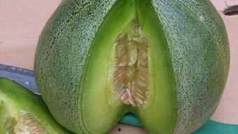 绿宝瓜冬天可以吃吗,冬季绿宝瓜的食用指南