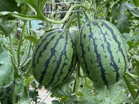 吃瓜的变化,从娱乐旁观者到深度参与者