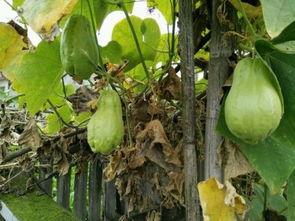 暮土吃瓜,探寻瓜果之地的风土人情