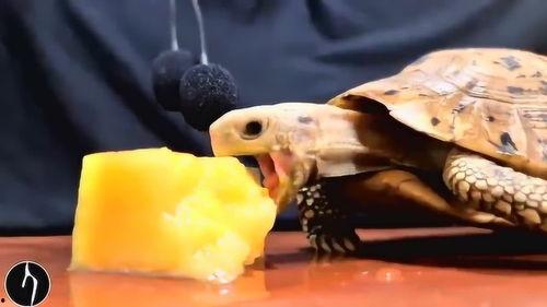 大红耳龟吃瓜,大红耳龟的夏日瓜果盛宴