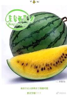 秒速吃瓜,揭秘网络时代下的信息传播速度与影响力