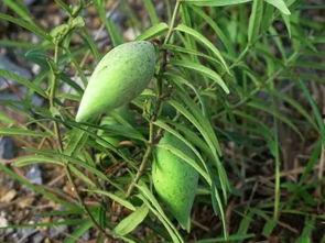 吃稍瓜,探寻稍瓜的独特魅力