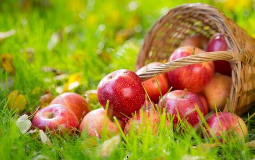 吃瓜苹果小说,揭秘娱乐圈背后的秘密与真相