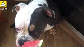 狗狗楼顶吃瓜,一场意外引发的欢乐时光