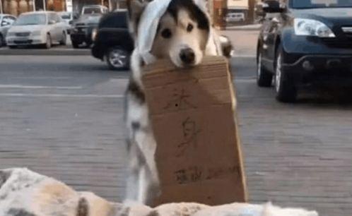 狗狗楼顶吃瓜,一场意外引发的欢乐时光