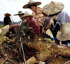 福建沿海吃瓜群众,吃瓜群众的欢乐海洋