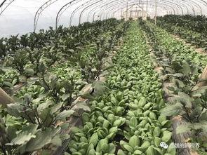 河中央吃瓜,一场别开生面的吃瓜盛宴