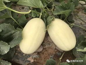 河中央吃瓜,一场别开生面的吃瓜盛宴